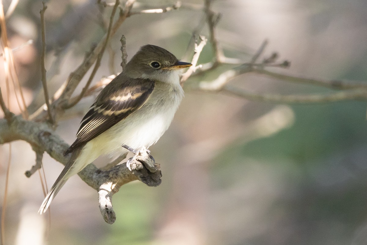 Moucherolle des aulnes ou M. des saules - ML643454033