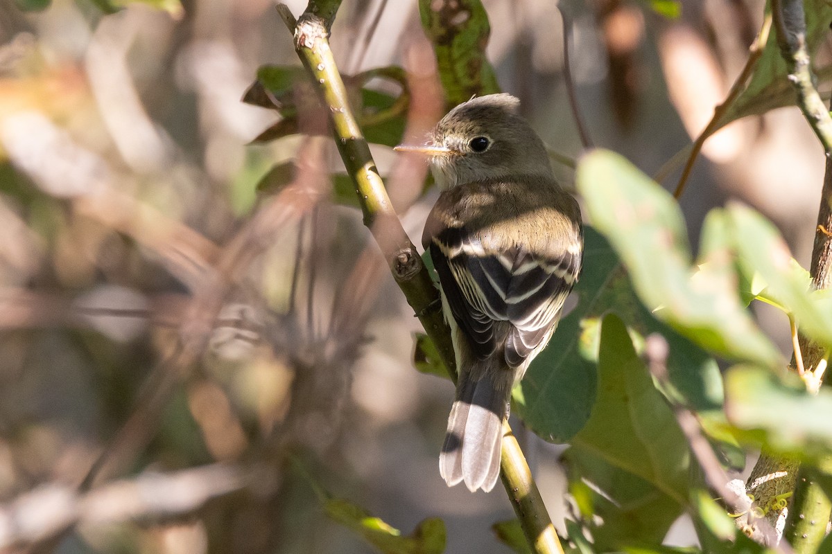 Moucherolle des aulnes ou M. des saules - ML643454035