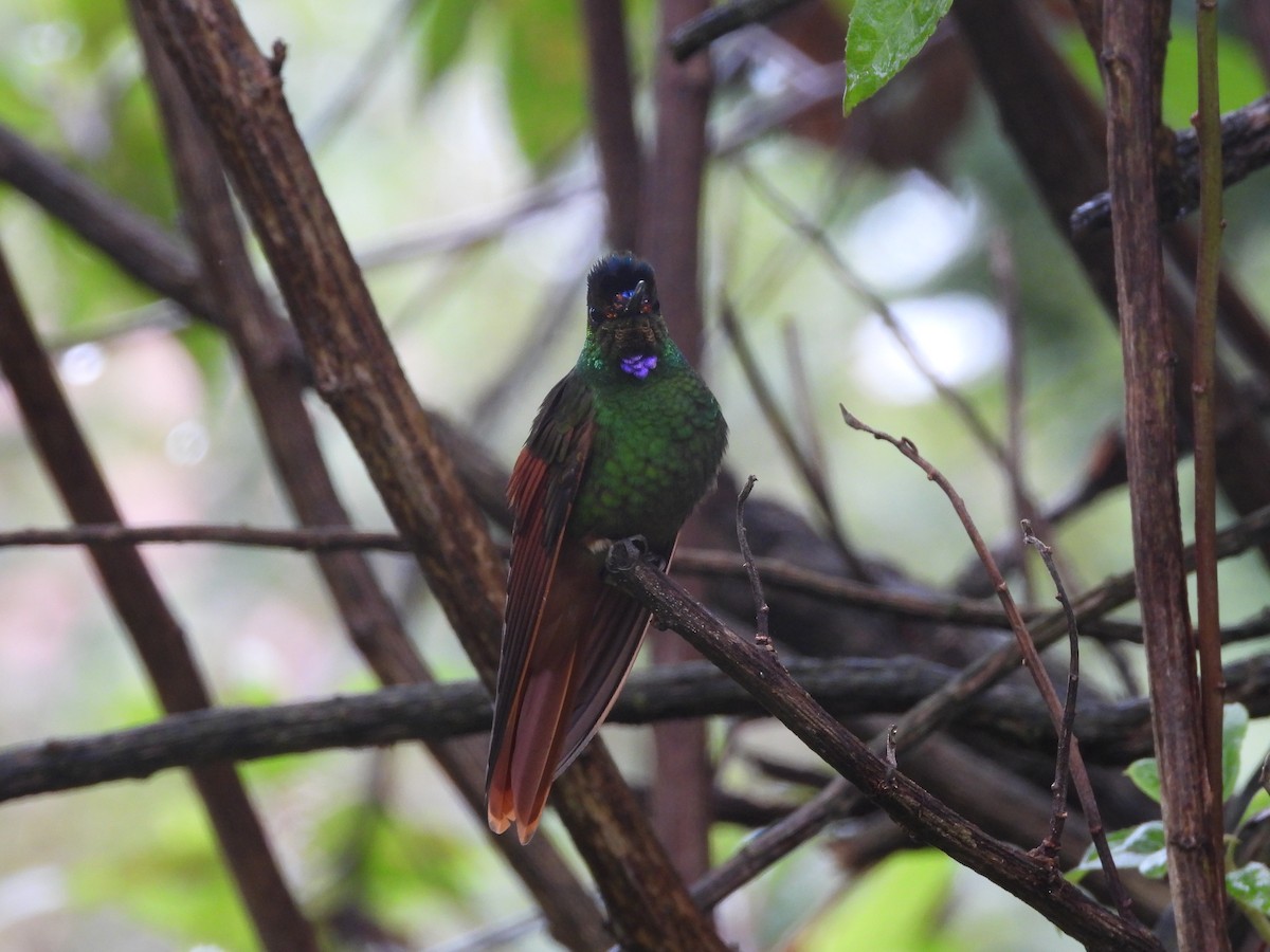 Rainbow Starfrontlet - ML643454036