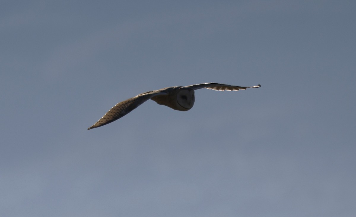 American Barn Owl (American) - ML643454054