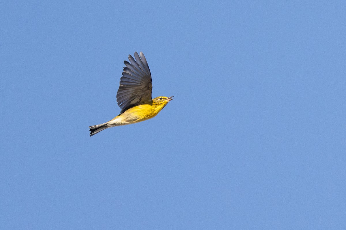 Pine Warbler - ML643454055