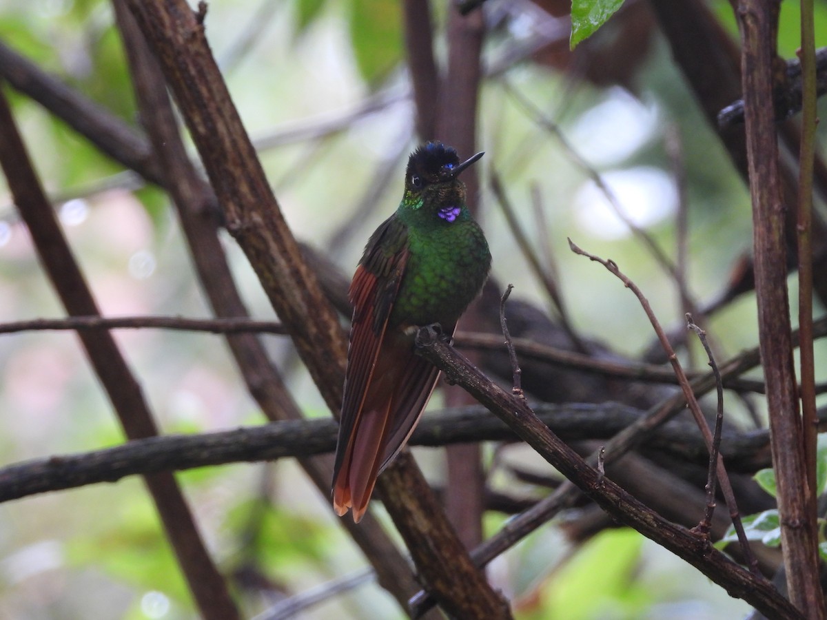 Rainbow Starfrontlet - ML643454057