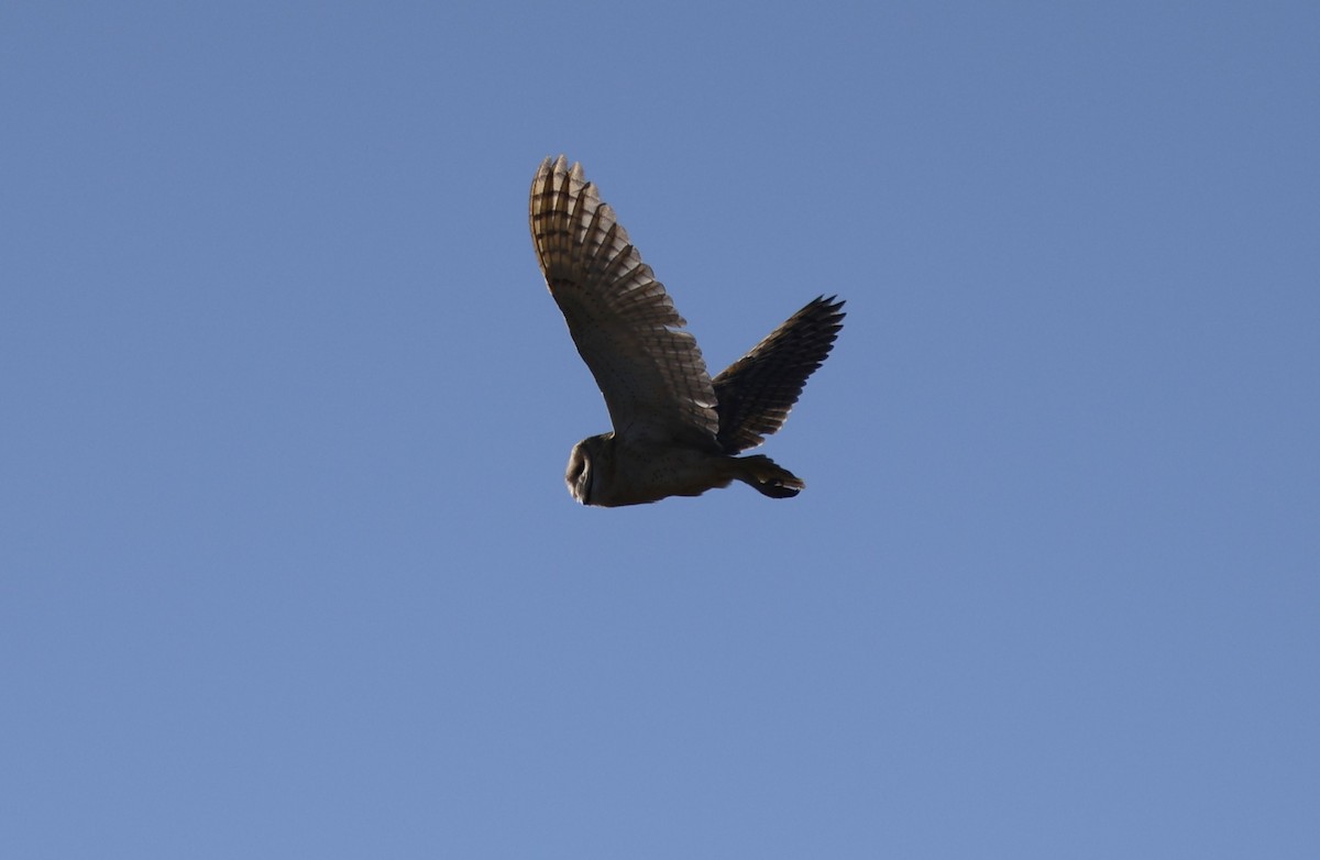 American Barn Owl (American) - ML643454061