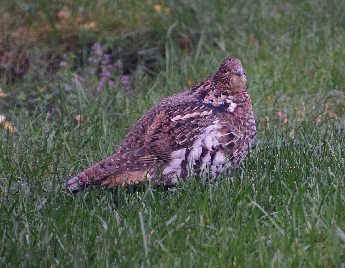 Ruffed Grouse - ML643454073