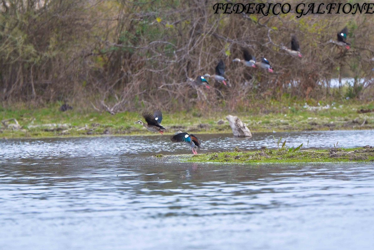 Ringed Teal - ML643454076