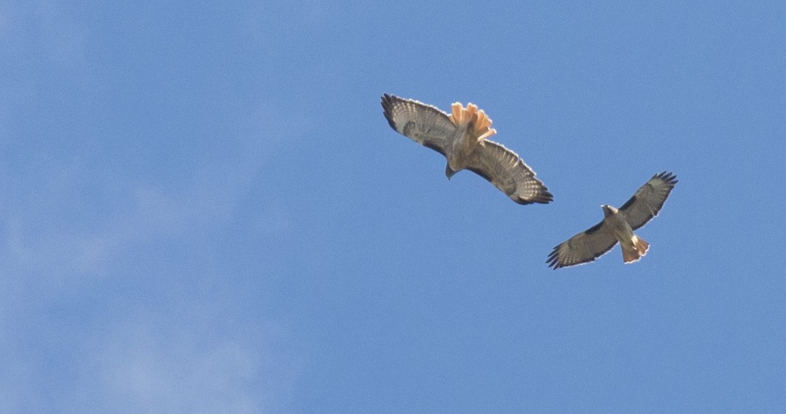 Rotschwanzbussard - ML643454080