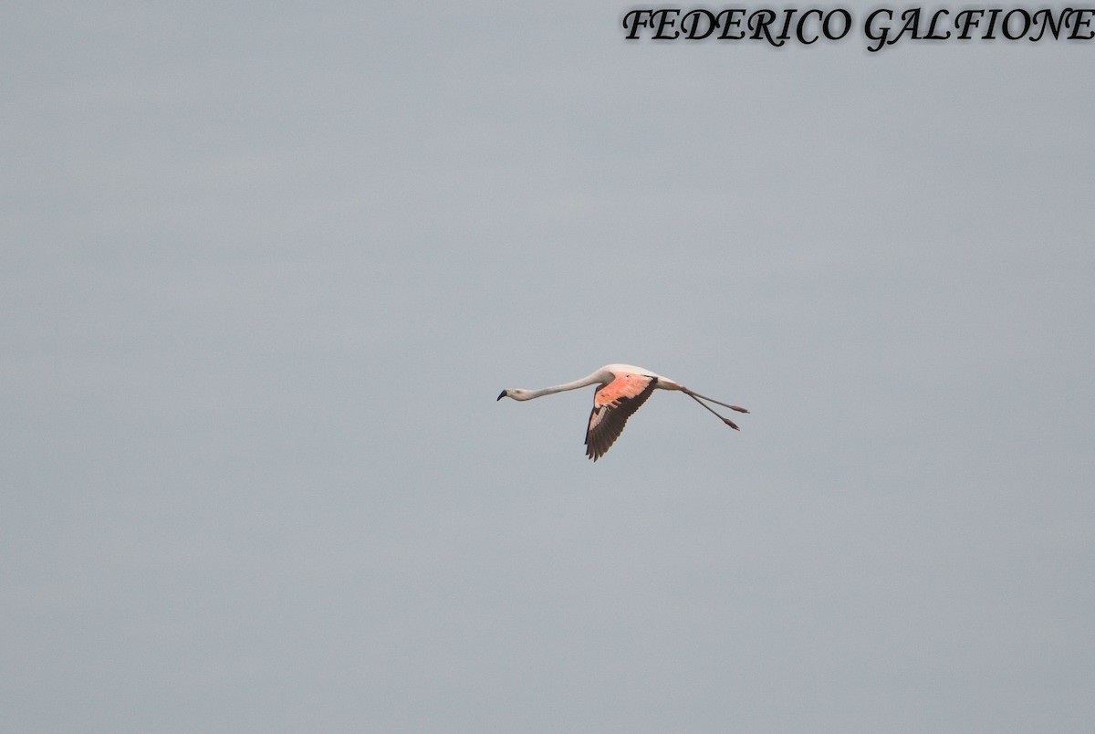 Chilean Flamingo - ML643454102