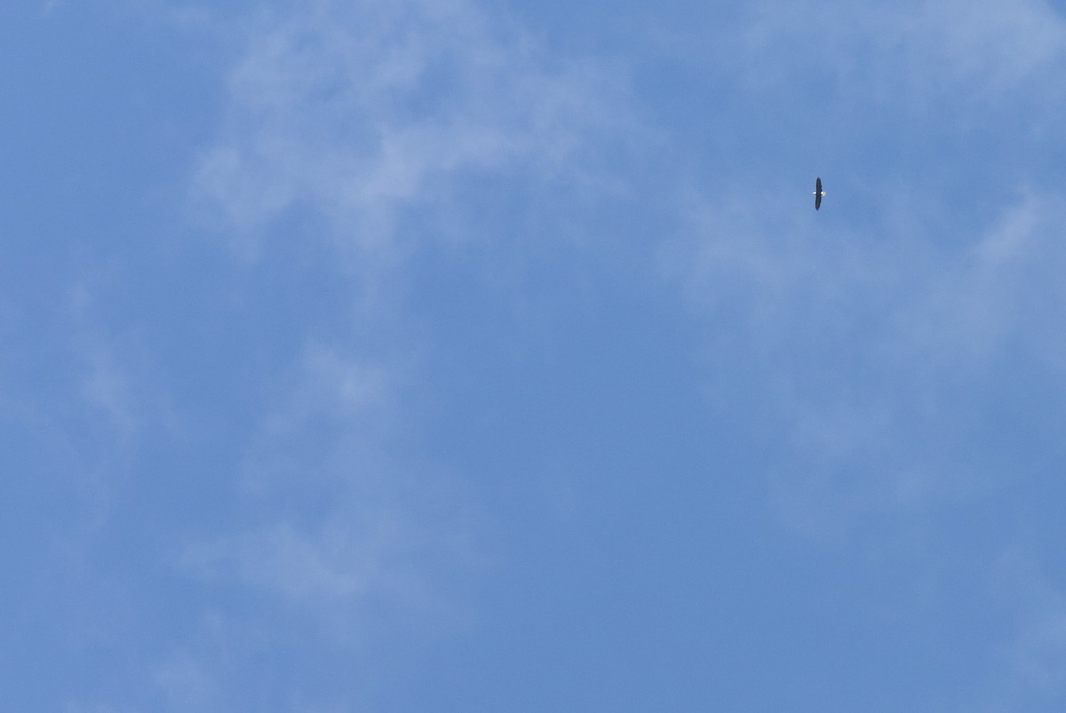 Weißkopf-Seeadler - ML643454103
