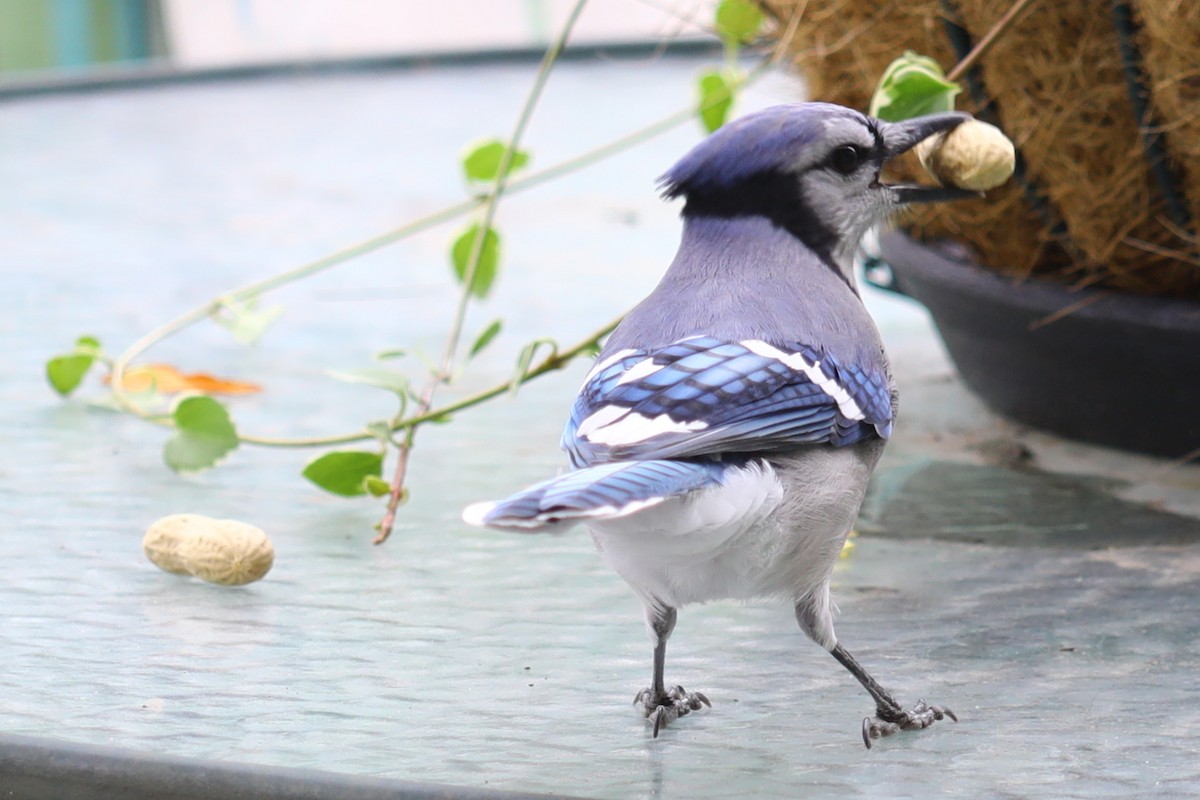 Blue Jay - ML643454105