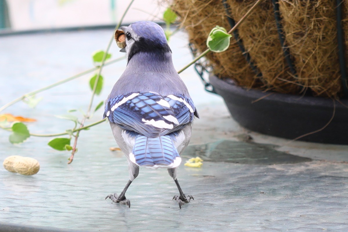 Blue Jay - ML643454118