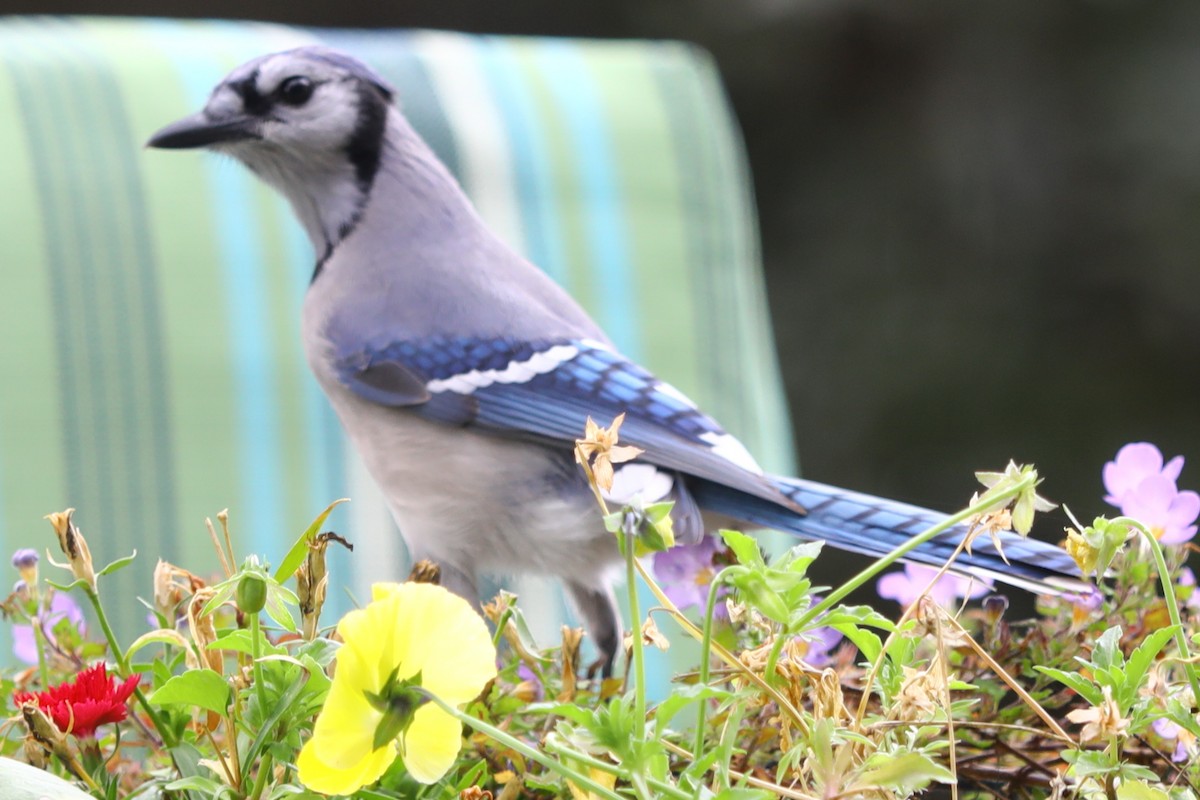 Blue Jay - ML643454121