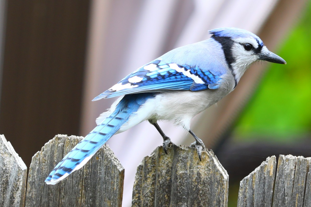 Blue Jay - ML643454139