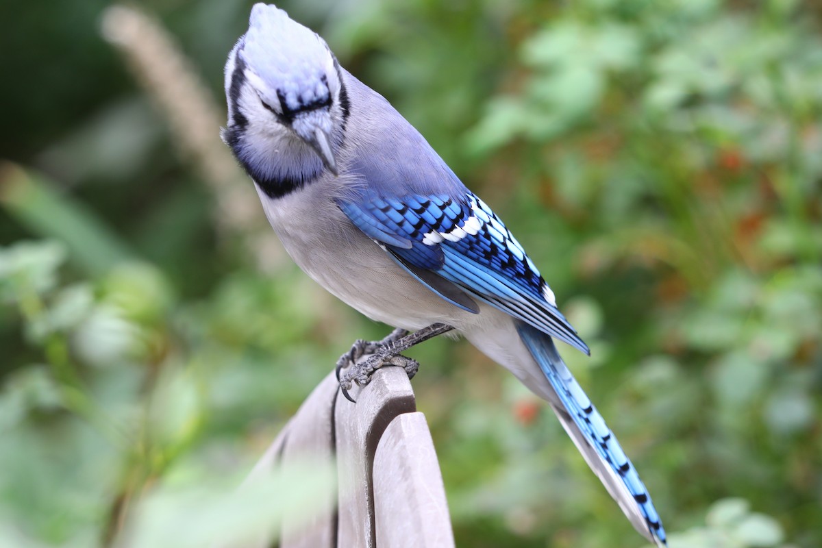 Blue Jay - ML643454140