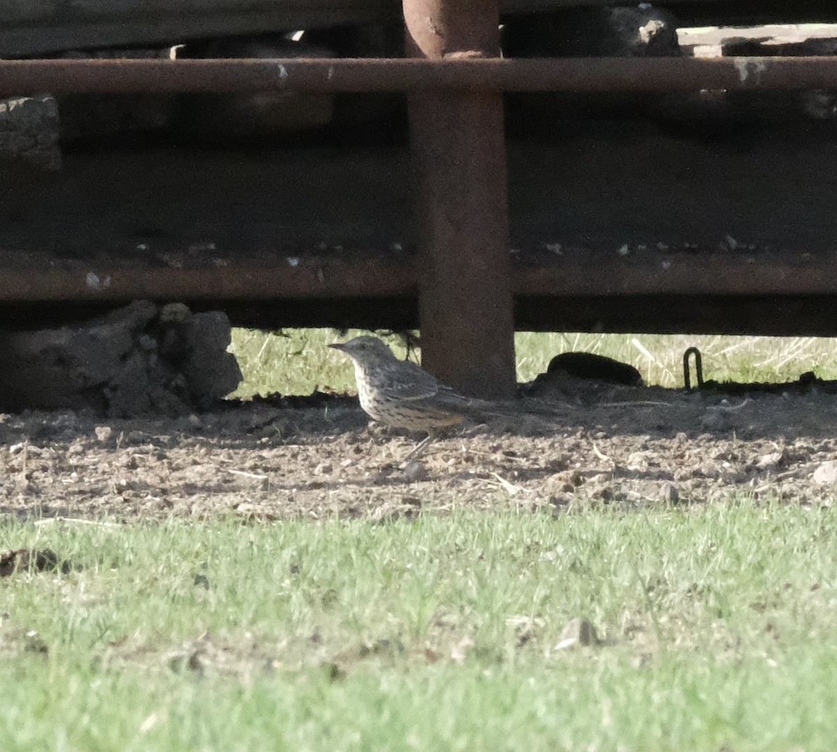 Sage Thrasher - ML643454141