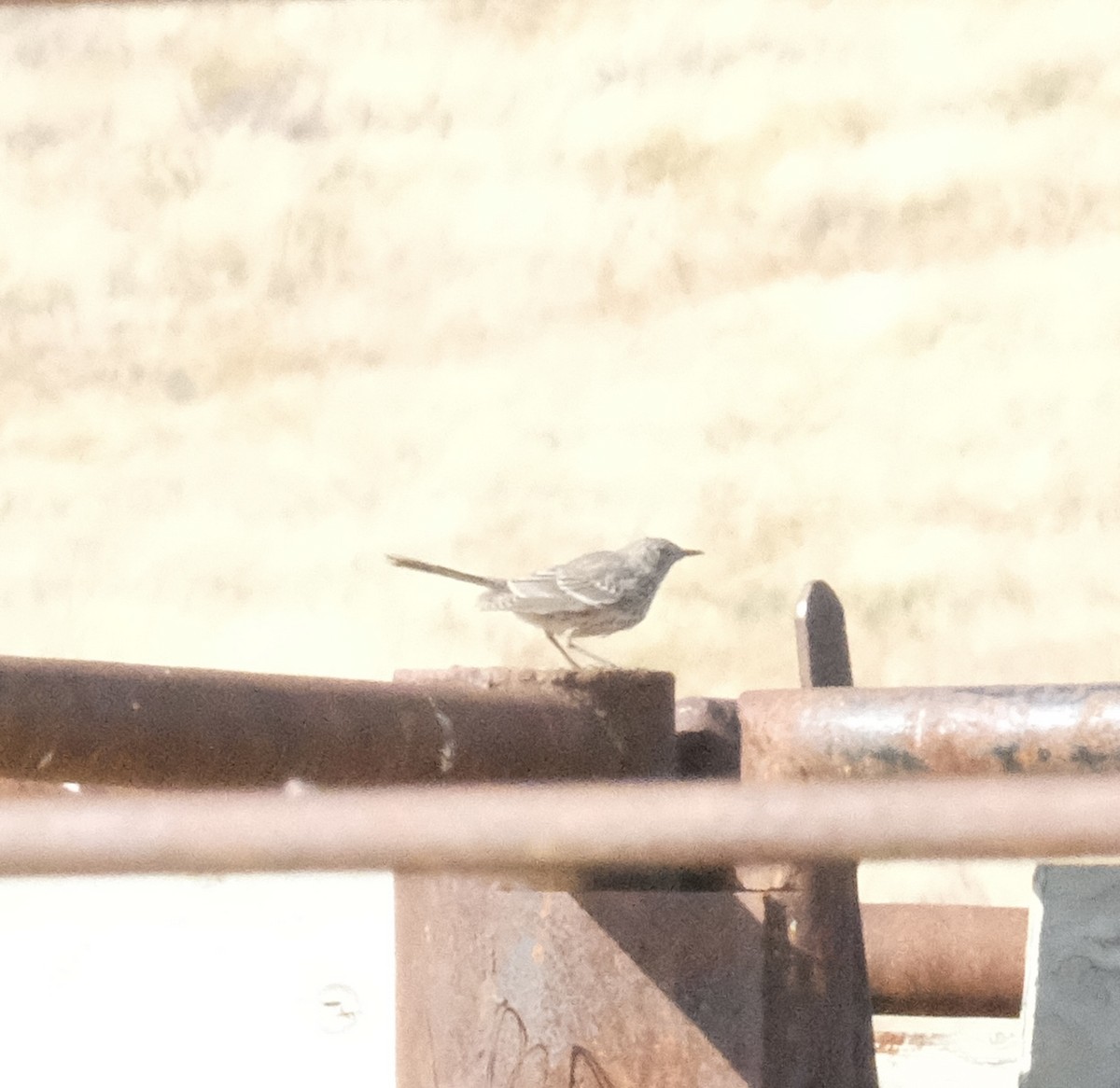 Sage Thrasher - ML643454142
