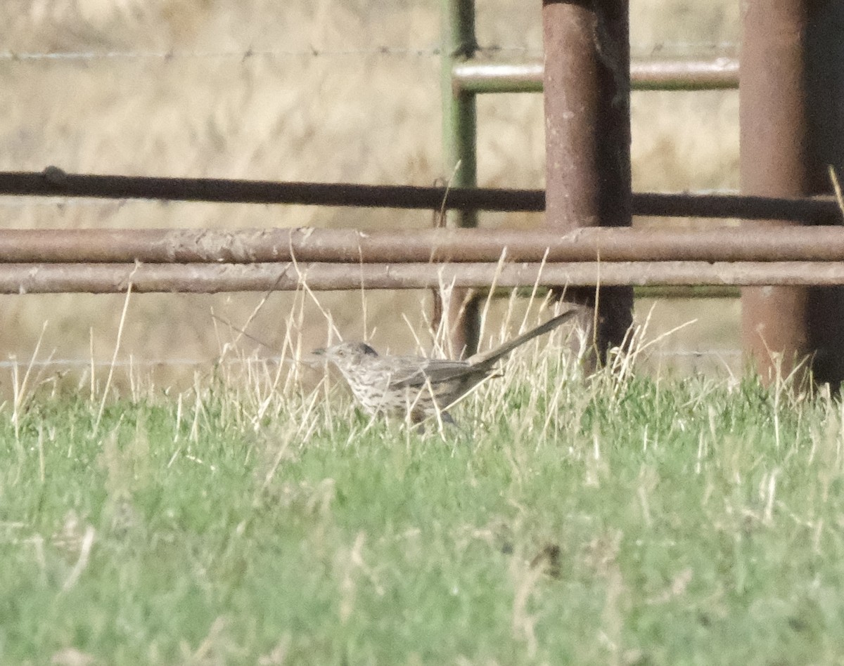 Sage Thrasher - ML643454143