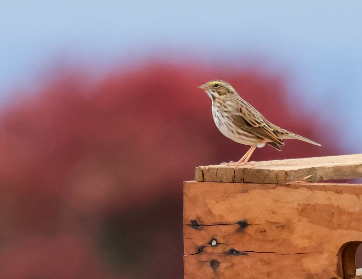 Savannah Sparrow - ML643454145