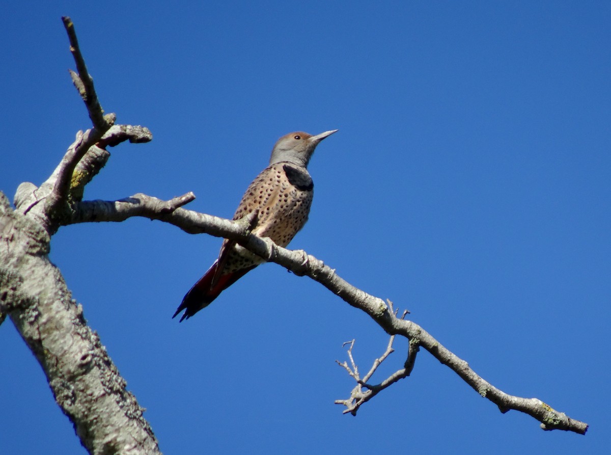 Northern Flicker - ML643454147