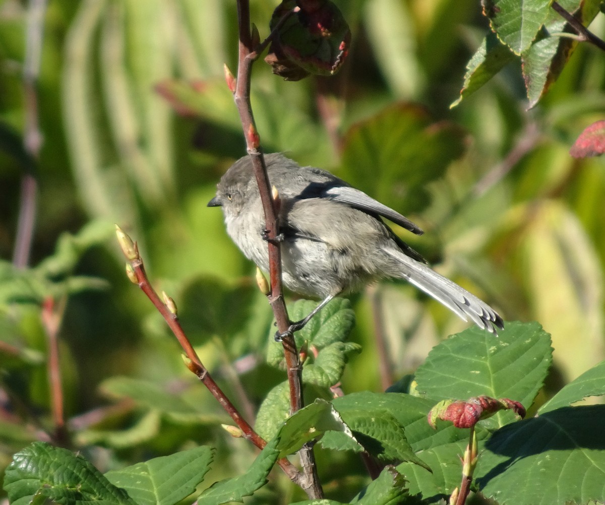 Bushtit - ML643454149