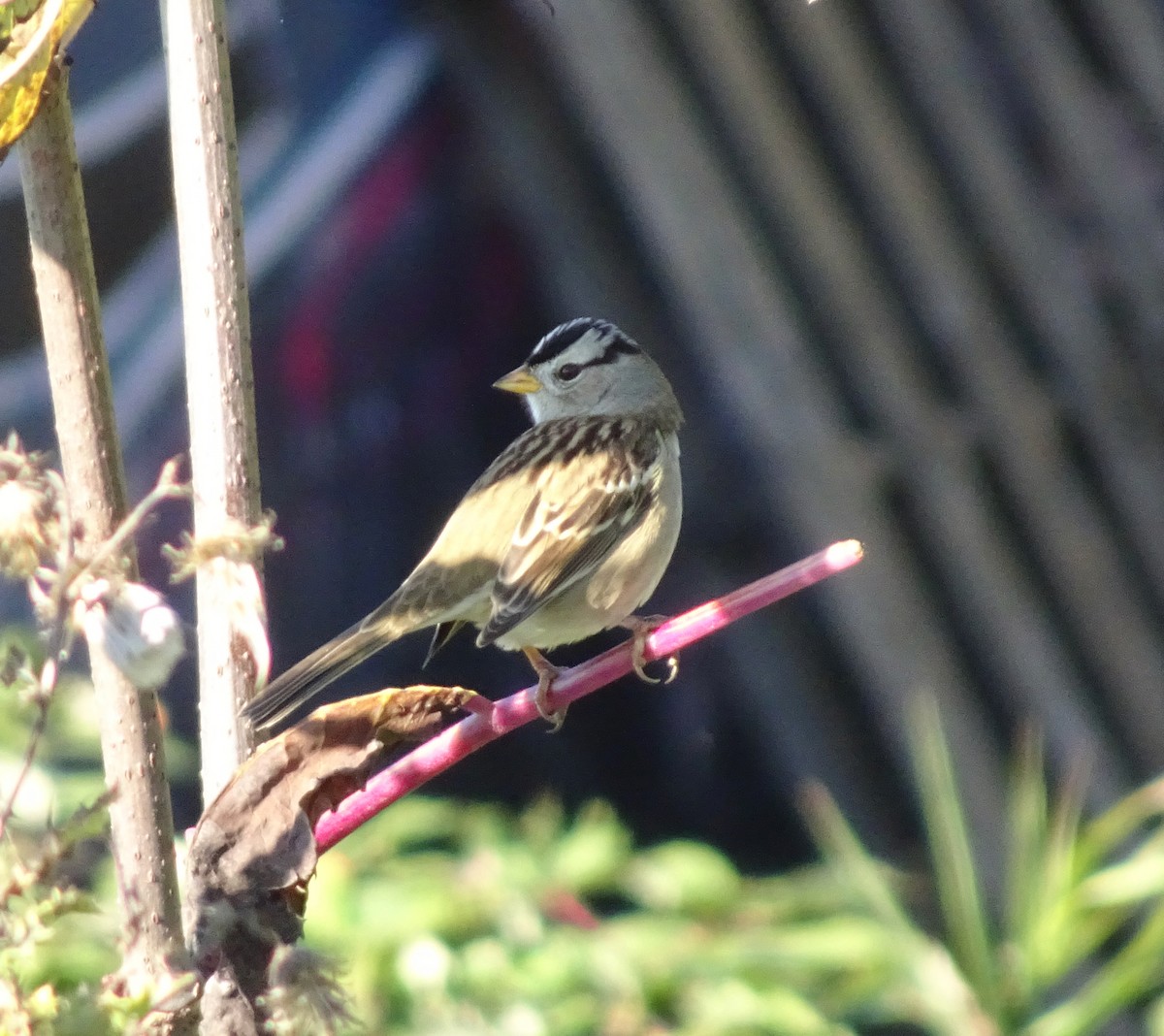 White-crowned Sparrow - ML643454151
