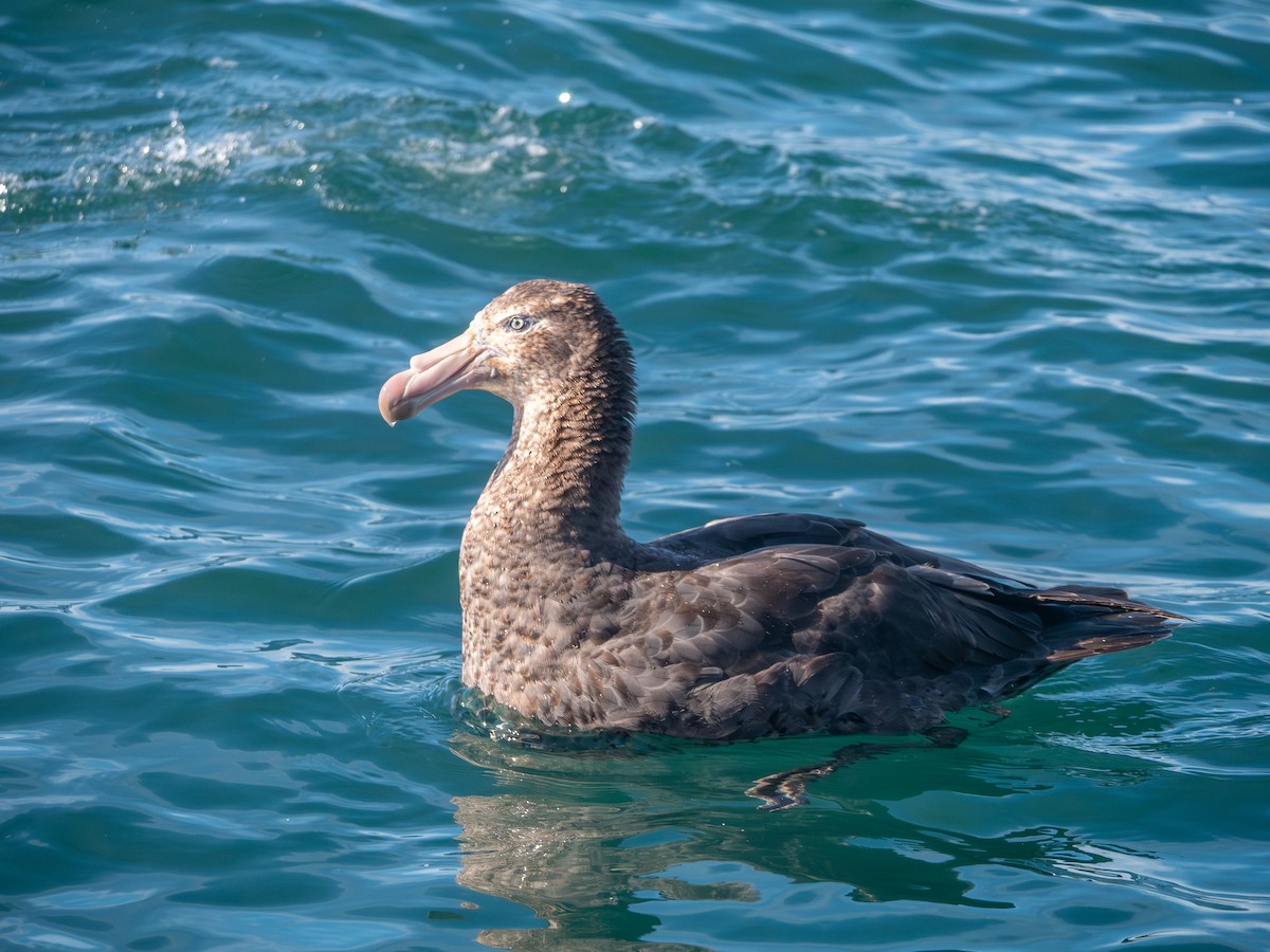 Northern Giant-Petrel - ML643454173