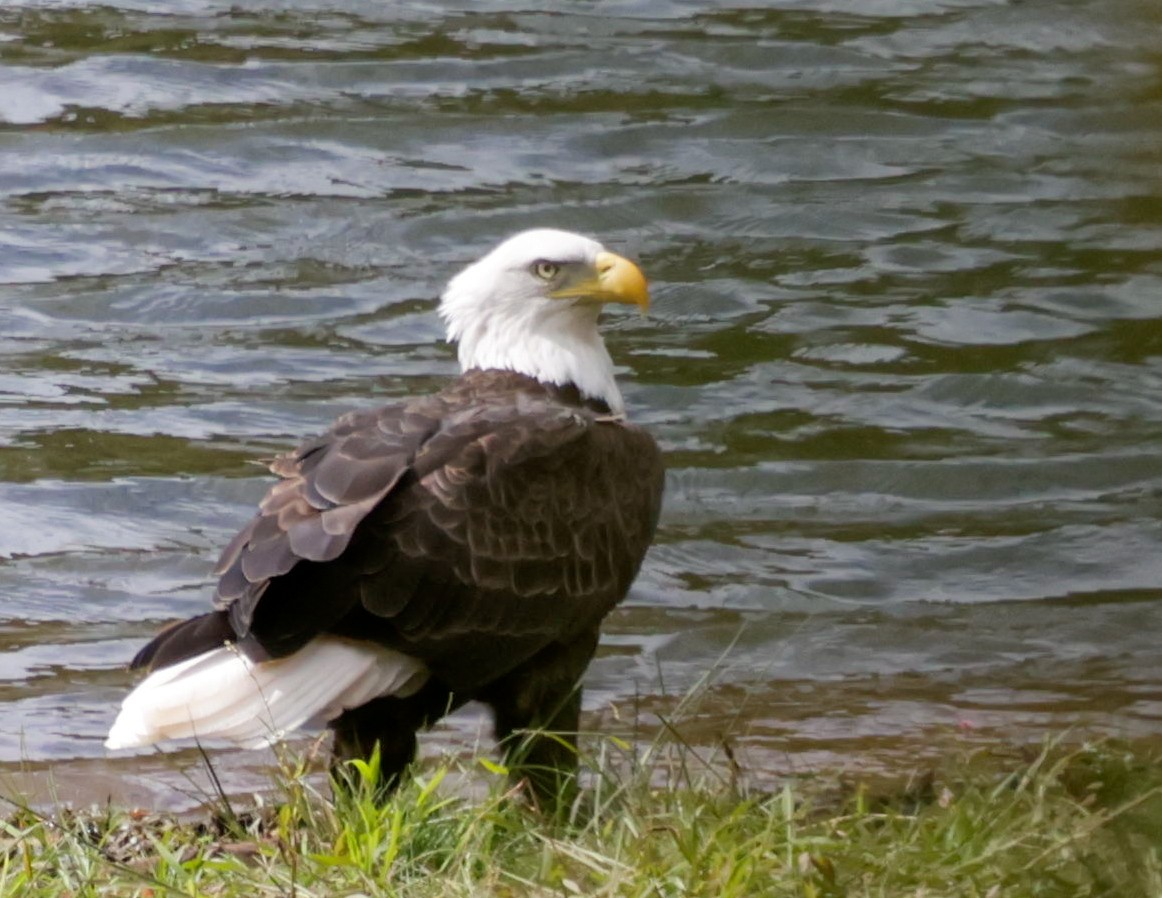 Bald Eagle - ML643454176
