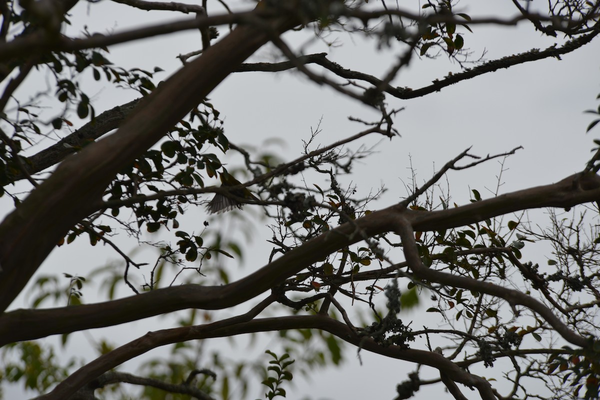 Pine Warbler - ML643454188