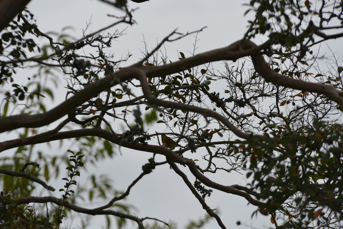 Pine Warbler - ML643454194