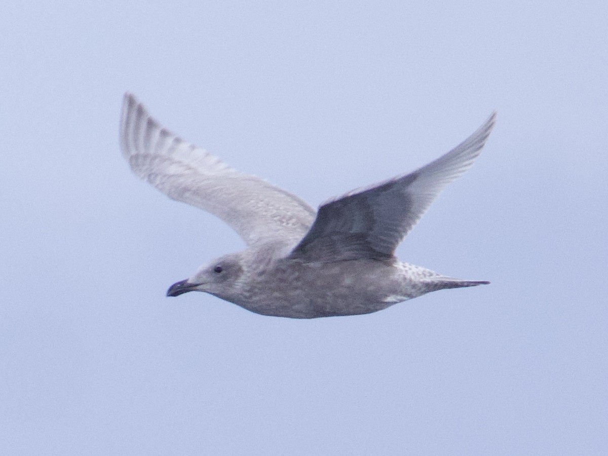 Polarmöwe - ML643454196