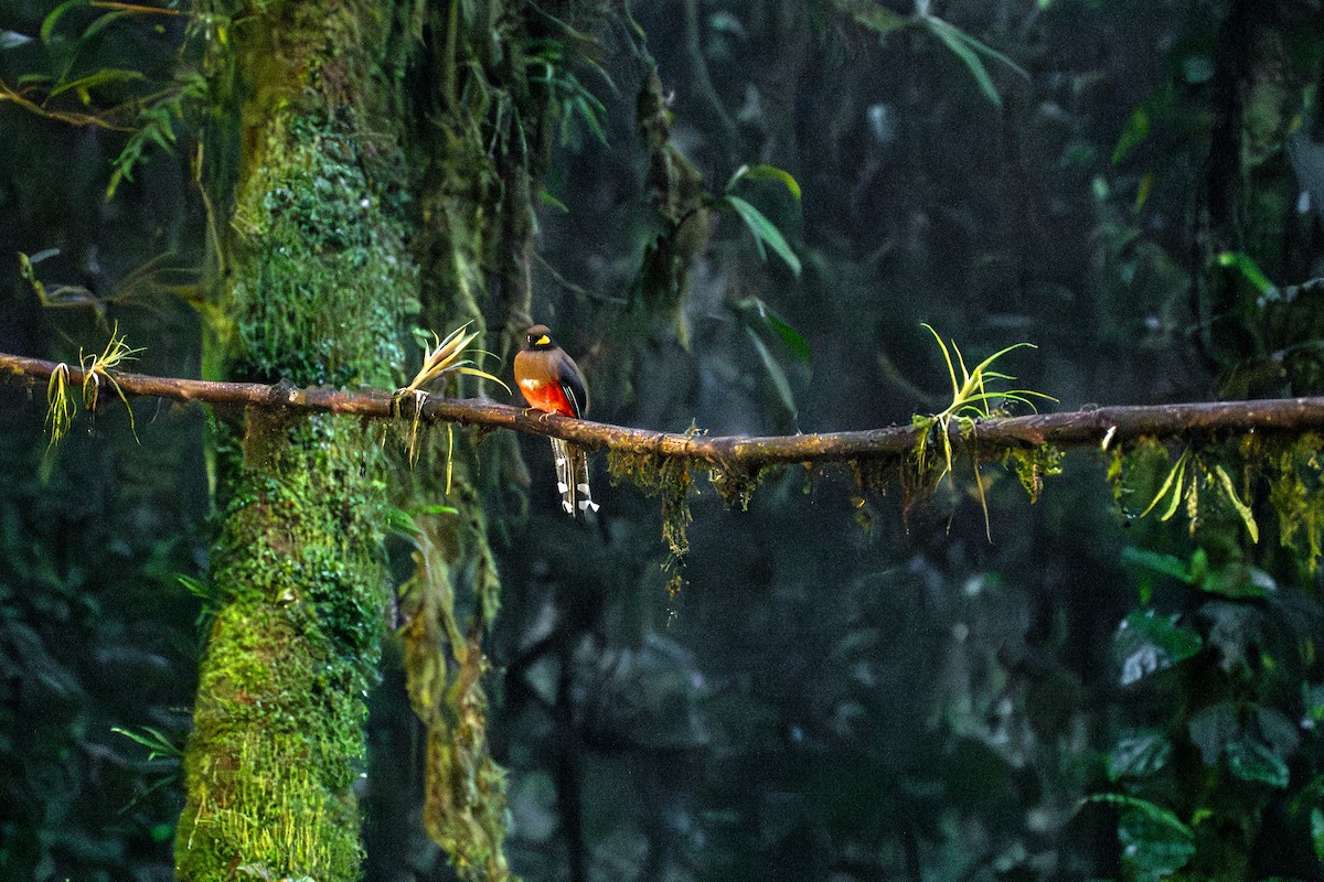 trogon škraboškový - ML643454200