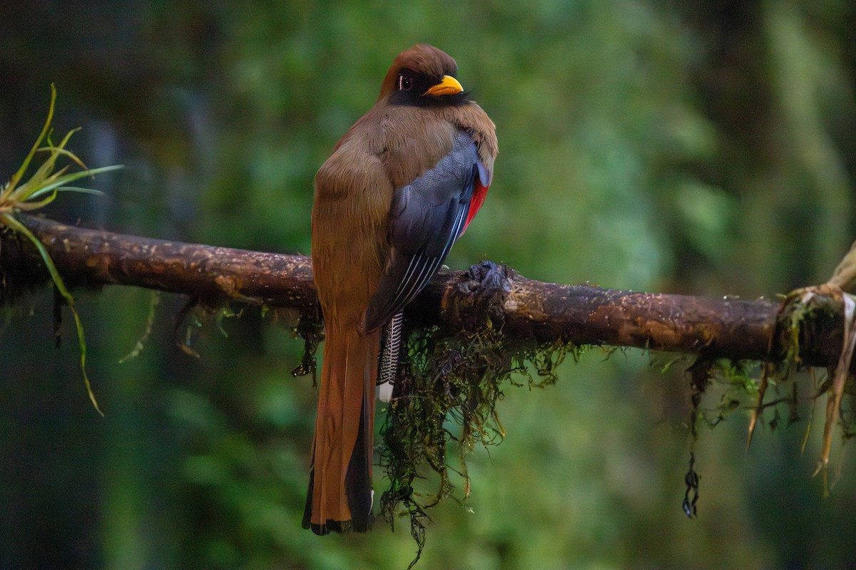trogon škraboškový - ML643454201