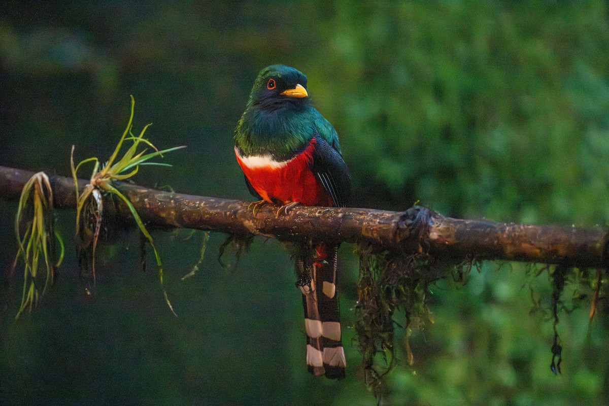 trogon škraboškový - ML643454202