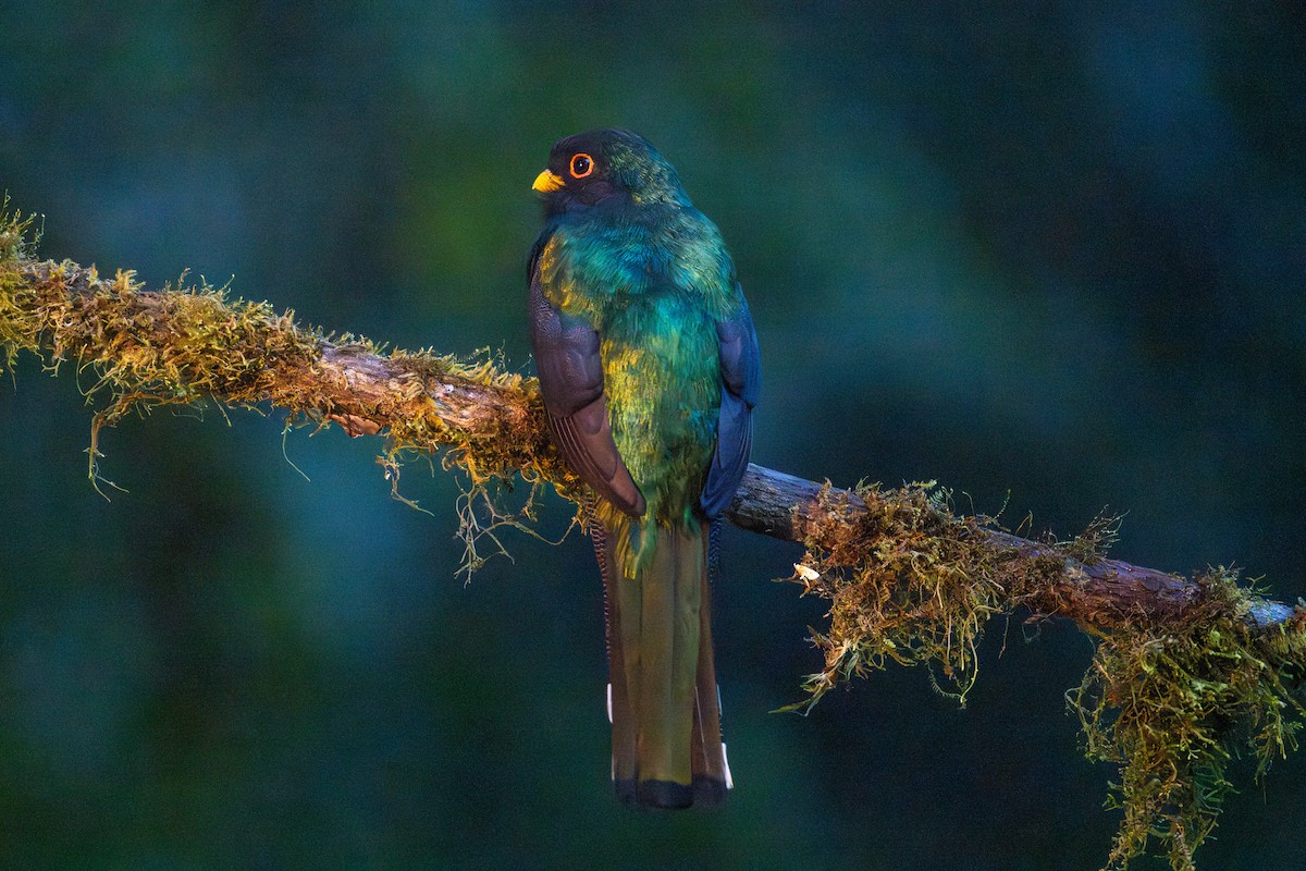 trogon škraboškový - ML643454203