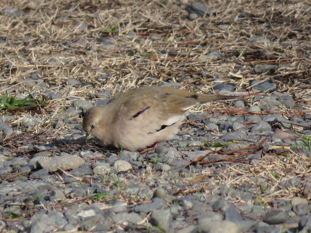 Picui Ground Dove - ML643454272
