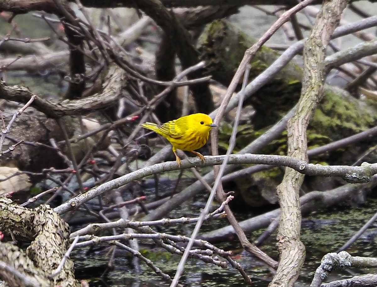 Yellow Warbler (Northern) - ML643454273