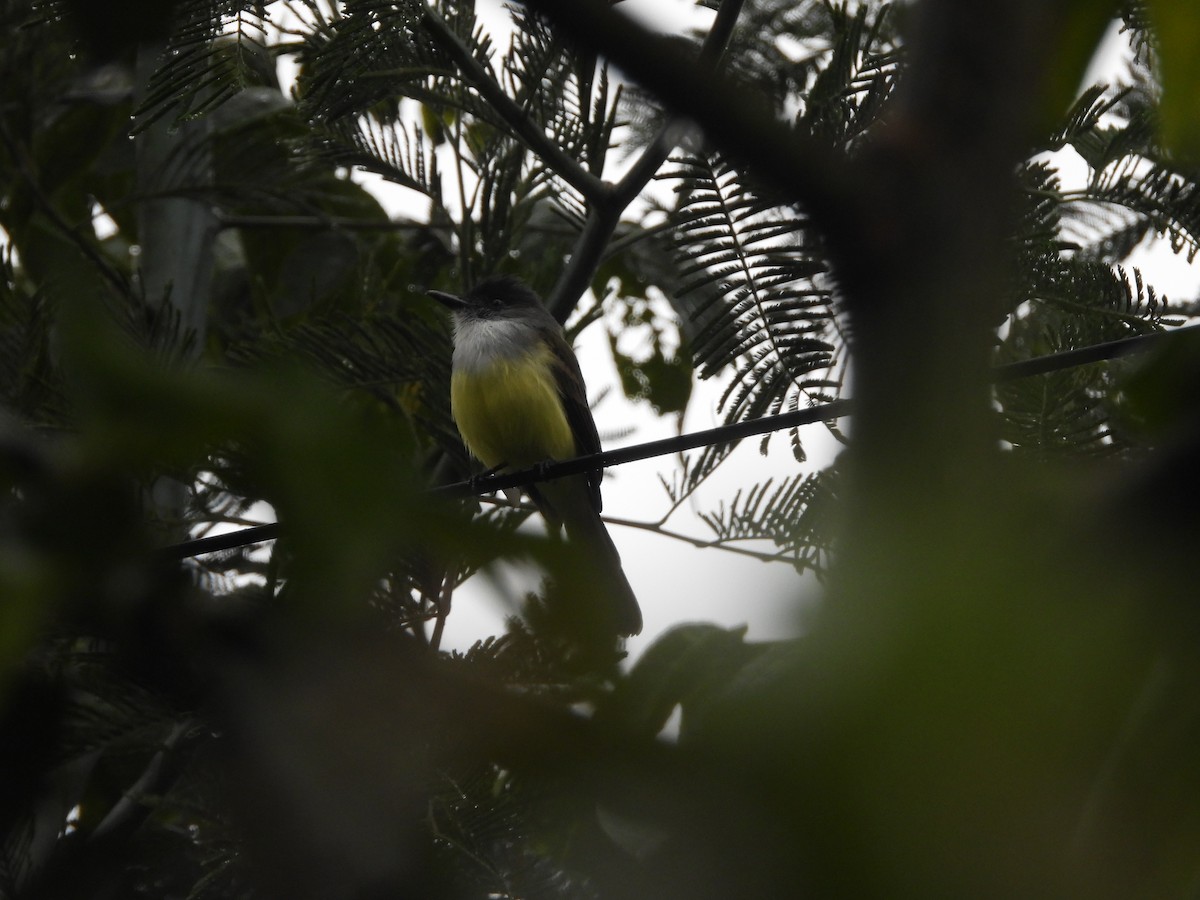 Dusky-capped Flycatcher - ML643454279