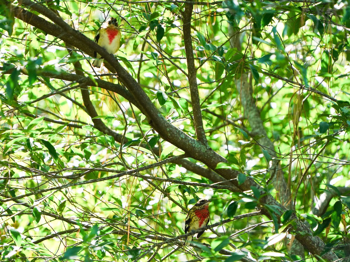 Rose-breasted Grosbeak - ML643454308