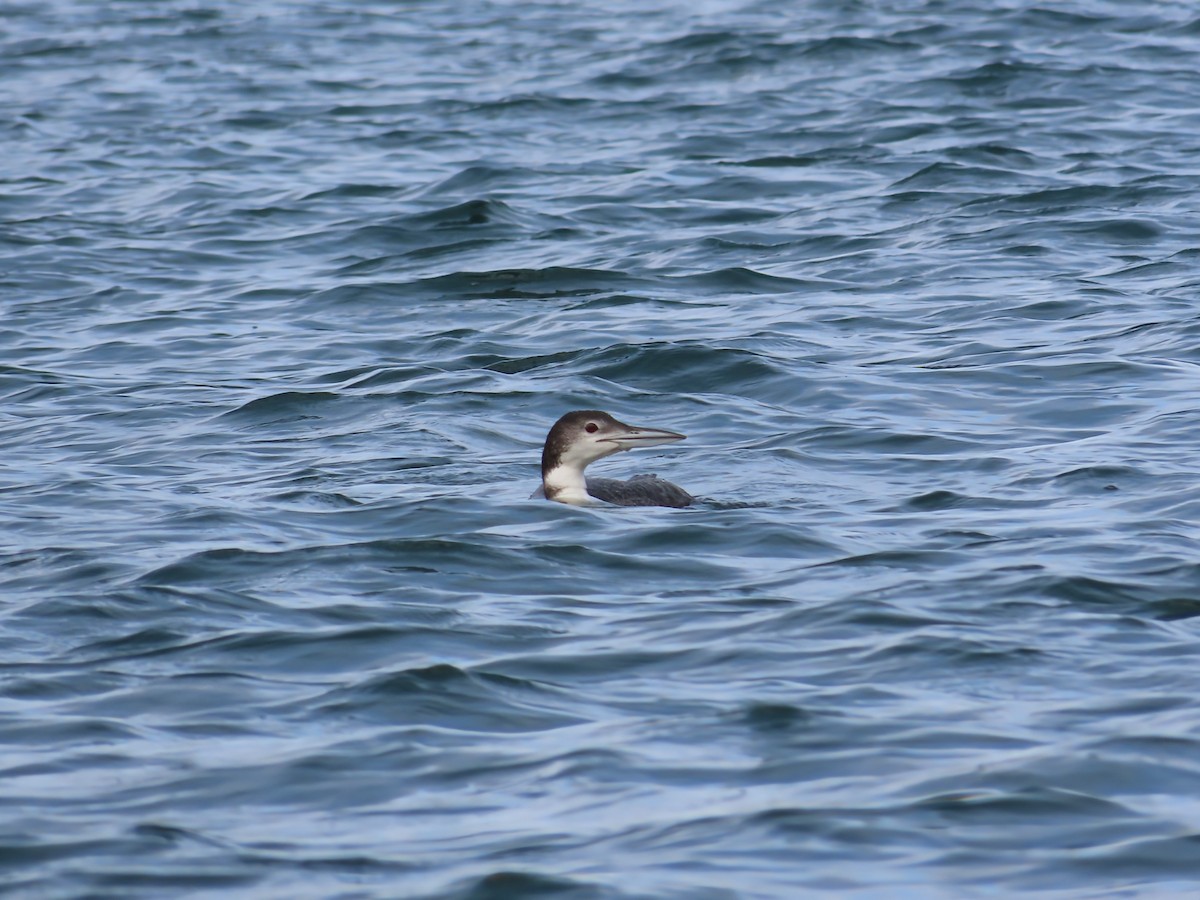 Common Loon - ML643454326