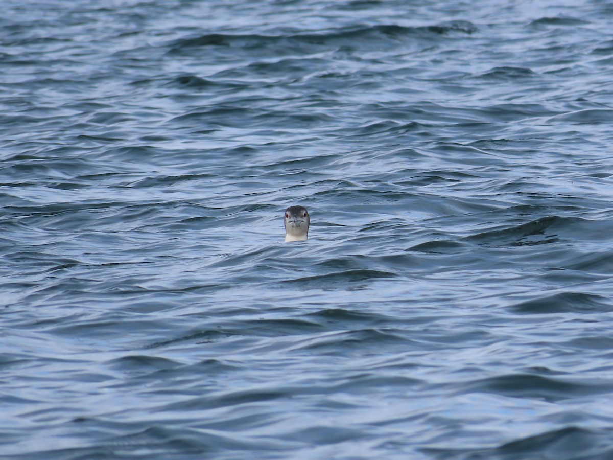 Common Loon - ML643454327