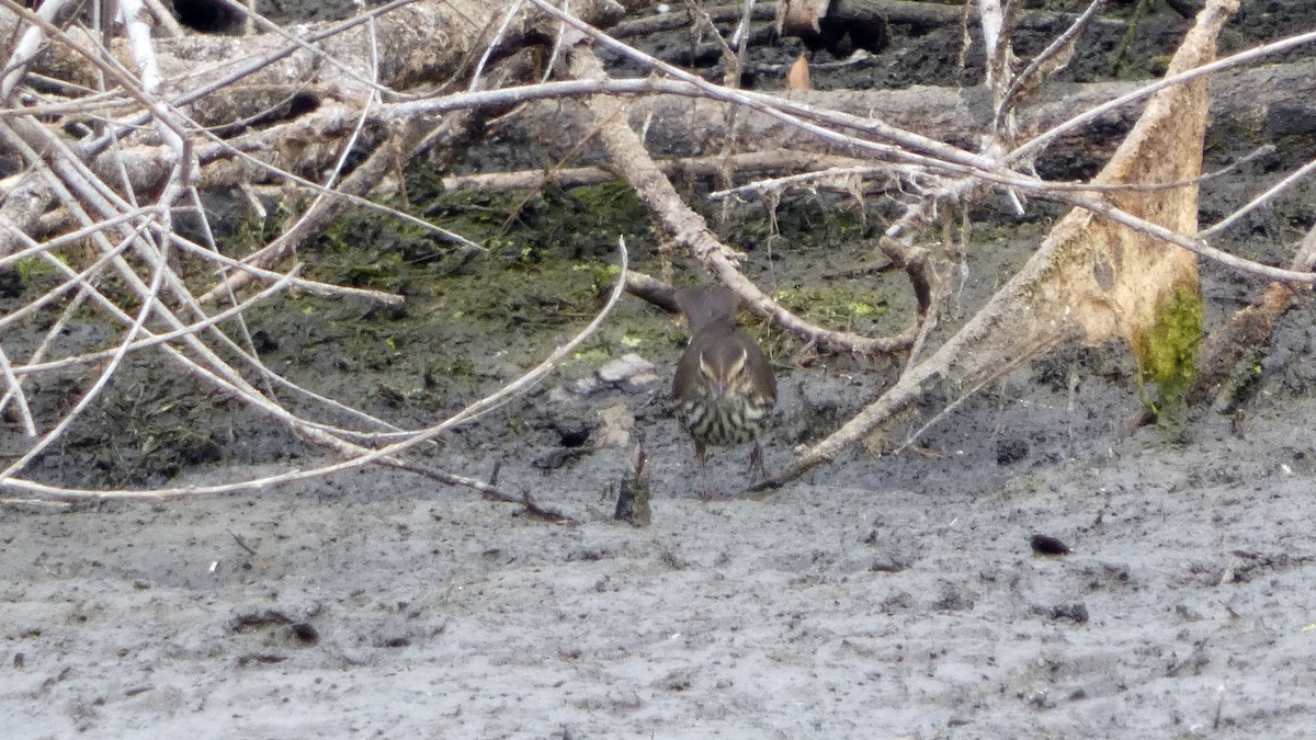 Northern Waterthrush - ML643454354