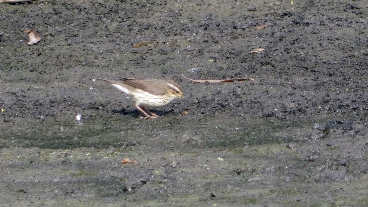 Northern Waterthrush - ML643454355