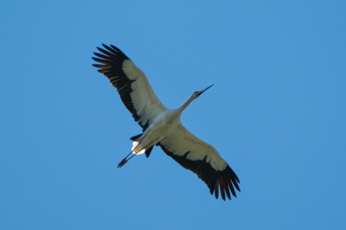 Maguari Stork - ML643454360