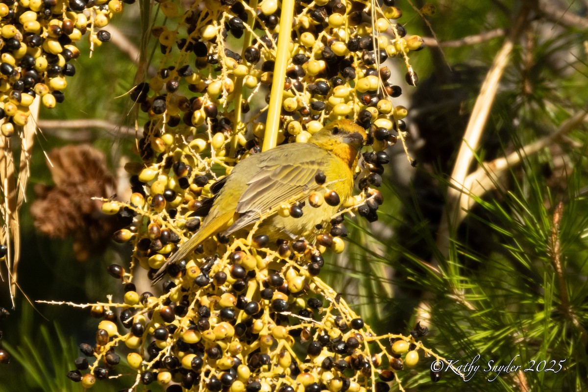 レンガフウキンチョウ - ML643454365