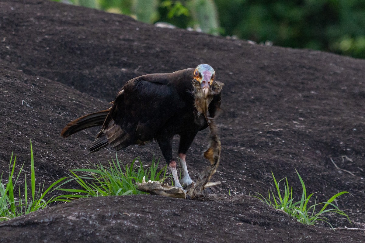 Lesser Yellow-headed Vulture - ML643454395