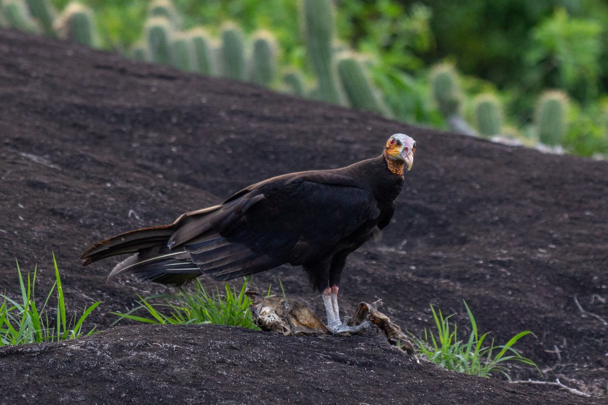 Lesser Yellow-headed Vulture - ML643454396