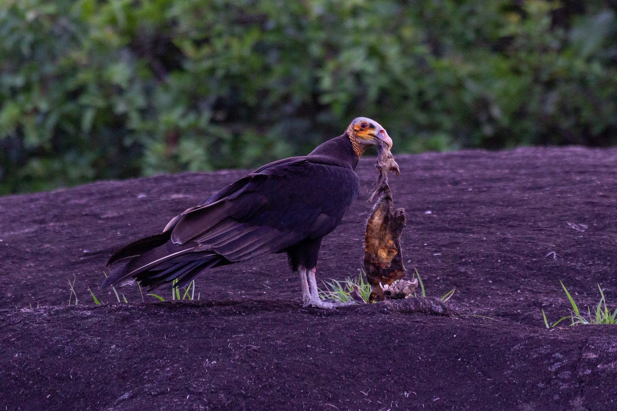 Lesser Yellow-headed Vulture - ML643454397