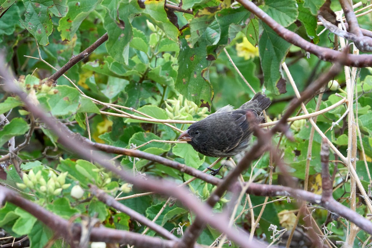 ヘノベササボテンフィンチ - ML643454399