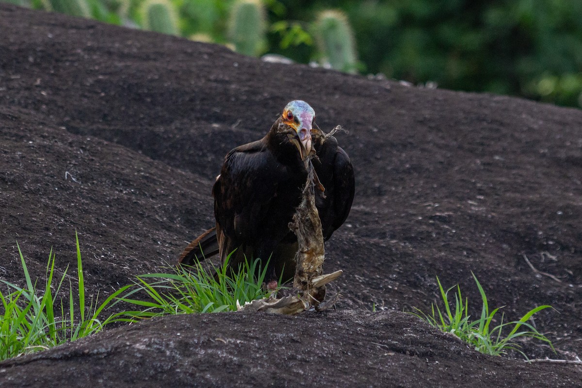 Lesser Yellow-headed Vulture - ML643454400