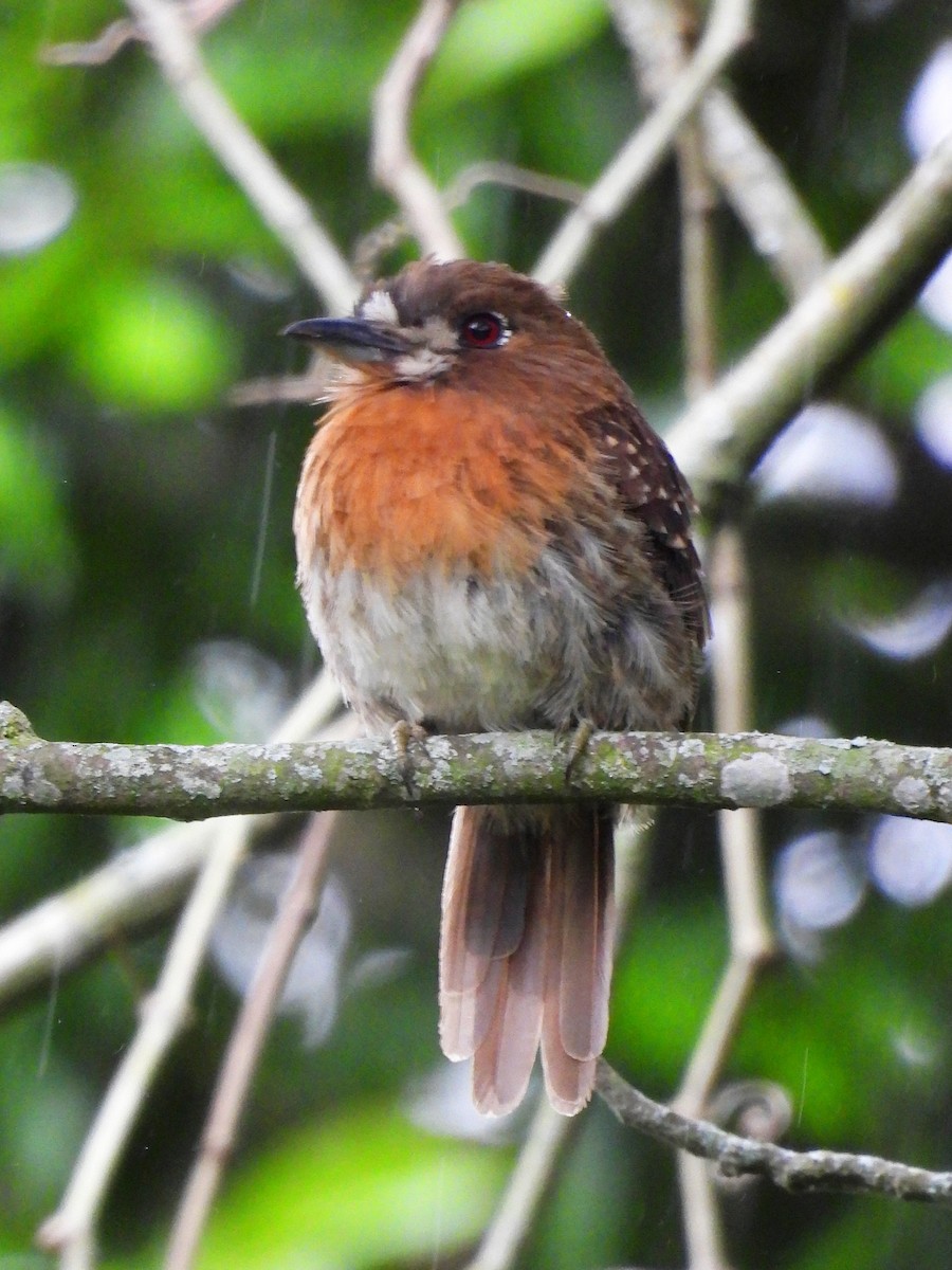 Moustached Puffbird - ML643454405