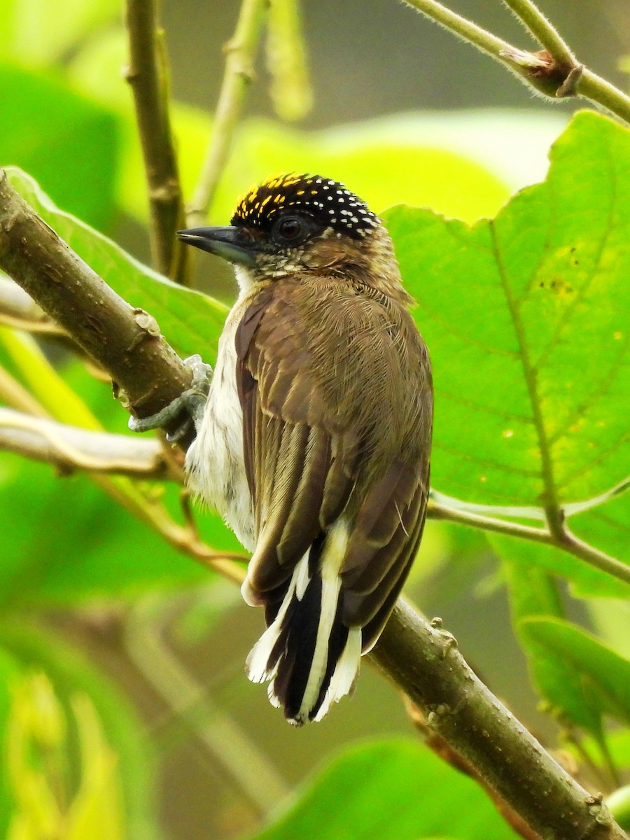 Grayish Piculet - ML643454416